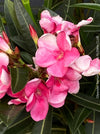 Pink flowering Nerium oleander with dark green foliage and Mediterranean growth habit at TOMs FLOWer CLUB.