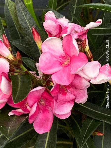 Pink flowering Nerium oleander with dark green foliage and Mediterranean growth habit at TOMs FLOWer CLUB.