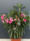 Pink flowering Nerium oleander with dark green foliage and Mediterranean growth habit at TOMs FLOWer CLUB.