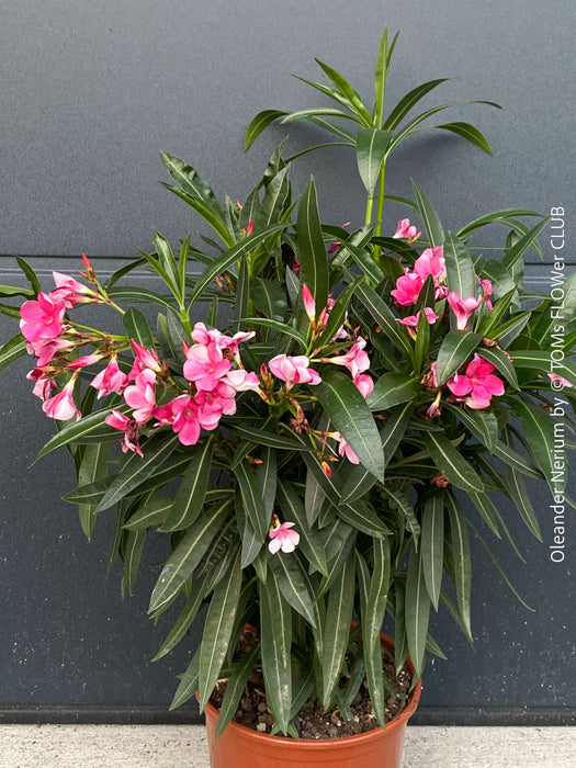 Pink flowering Nerium oleander with dark green foliage and Mediterranean growth habit at TOMs FLOWer CLUB.