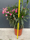Stunning pink flowering Nerium oleander with dark green foliage and Mediterranean growth habit at TOMs FLOWer CLUB.