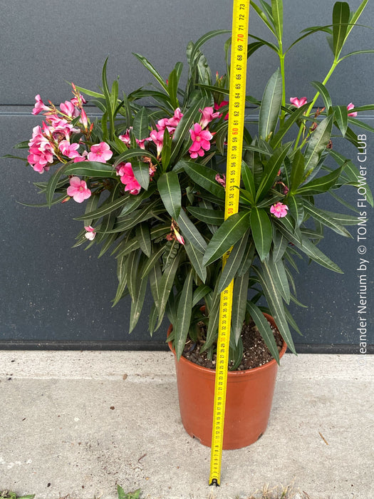 Stunning pink flowering Nerium oleander with dark green foliage and Mediterranean growth habit at TOMs FLOWer CLUB.