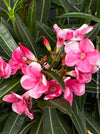 Flower detail of pink flowering Nerium oleander with dark green foliage and Mediterranean growth habit at TOMs FLOWer CLUB.