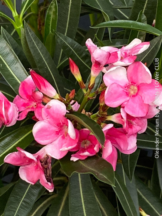 Flower detail of pink flowering Nerium oleander with dark green foliage and Mediterranean growth habit at TOMs FLOWer CLUB.
