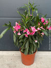 Pink flowering Nerium oleander with dark green foliage and Mediterranean growth habit at TOMs FLOWer CLUB.