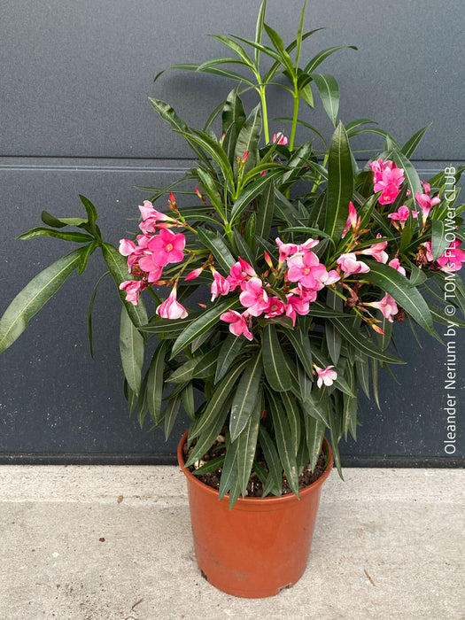 Pink flowering Nerium oleander with dark green foliage and Mediterranean growth habit at TOMs FLOWer CLUB.