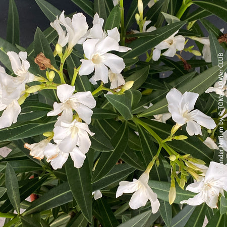 White flowering Nerium oleander with dark green foliage and Mediterranean growth habit at TOMs FLOWer CLUB.