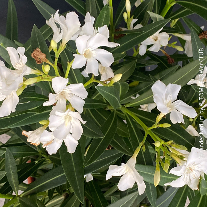 White flowering Nerium oleander with dark green foliage and Mediterranean growth habit at TOMs FLOWer CLUB.