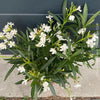White flowering Nerium oleander with dark green foliage and Mediterranean growth habit at TOMs FLOWer CLUB.