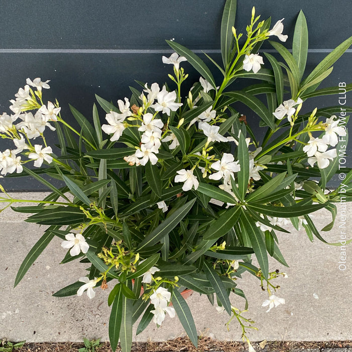 White flowering Nerium oleander with dark green foliage and Mediterranean growth habit at TOMs FLOWer CLUB.