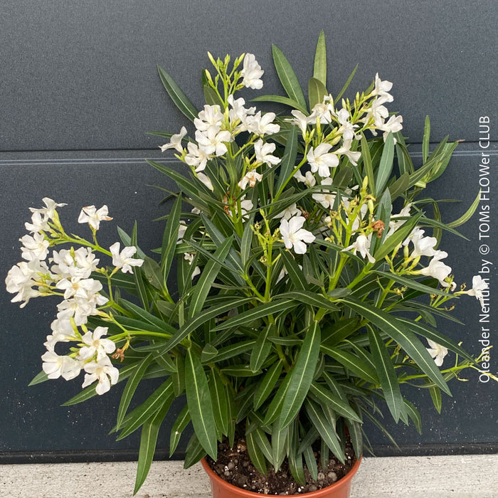 White flowering Nerium oleander with dark green foliage and Mediterranean growth habit at TOMs FLOWer CLUB.