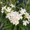 White flowering Nerium oleander with dark green foliage and Mediterranean growth habit at TOMs FLOWer CLUB.