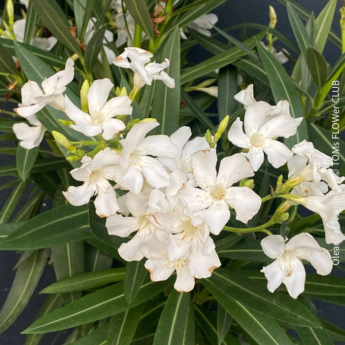 White flowering Nerium oleander with dark green foliage and Mediterranean growth habit at TOMs FLOWer CLUB.