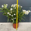 White flowering Nerium oleander with dark green foliage and Mediterranean growth habit at TOMs FLOWer CLUB.