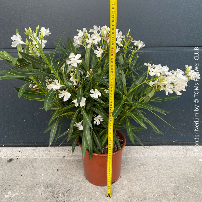 White flowering Nerium oleander with dark green foliage and Mediterranean growth habit at TOMs FLOWer CLUB.