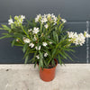 White flowering Nerium oleander with dark green foliage and Mediterranean growth habit at TOMs FLOWer CLUB.