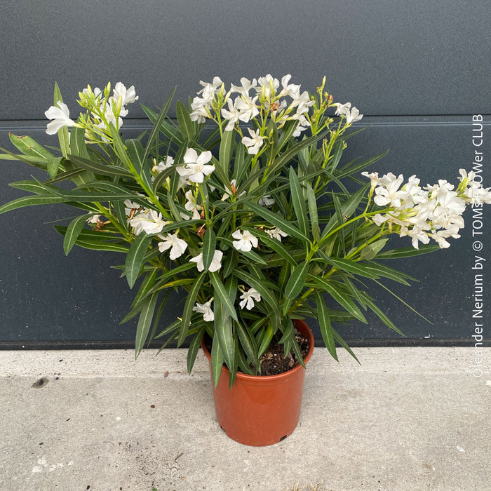 White flowering Nerium oleander with dark green foliage and Mediterranean growth habit at TOMs FLOWer CLUB.
