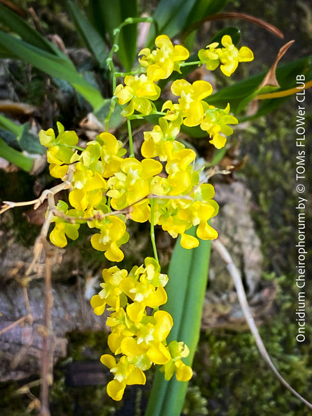 Oncidium Sharry Baby, cherry red burgundy pink flowering fragrant orchid, organically grown tropical plants for sale at TOMs FLOWer CLUB.