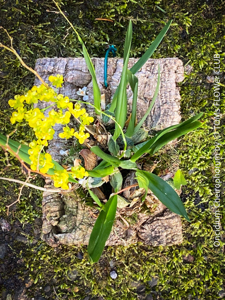 Oncidium Cheirophorum, yellow flowering fragrant orchid, organically grown tropical plants for sale at TOMs FLOWer CLUB.