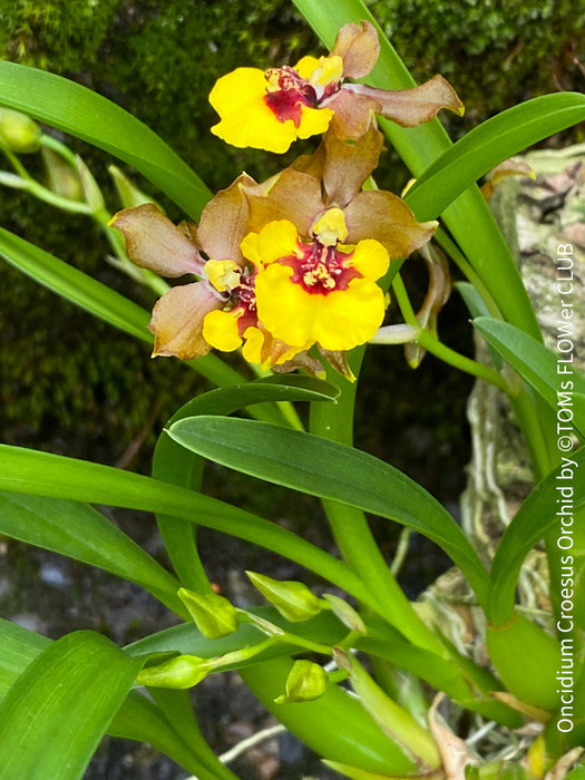 Oncidium Croesus, yellow flowering orchid, organically grown tropical plants for sale at TOMs FLOWer CLUB.