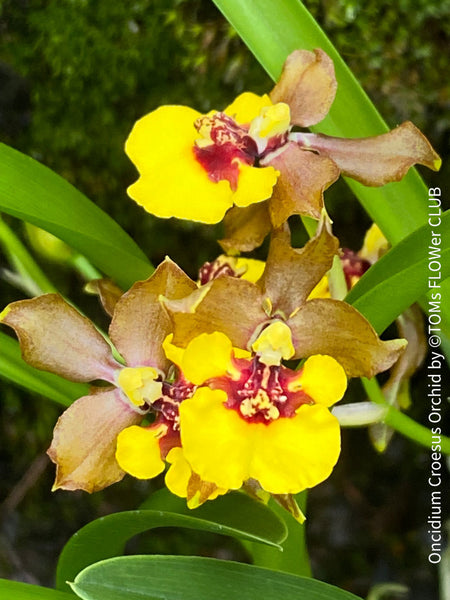 Oncidium Croesus, yellow flowering orchid, organically grown tropical plants for sale at TOMs FLOWer CLUB.
