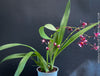 Pink-burgundy-flowered Oncidium ‘Katarina Zoch’ cultivated at TOMs FLOWer CLUB