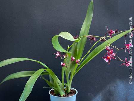 Pink-burgundy-flowered Oncidium ‘Katarina Zoch’ cultivated at TOMs FLOWer CLUB
