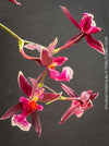Detail of pink-burgundy flowered Oncidium ‘Katarina Zoch’ cultivated at TOMs FLOWer CLUB