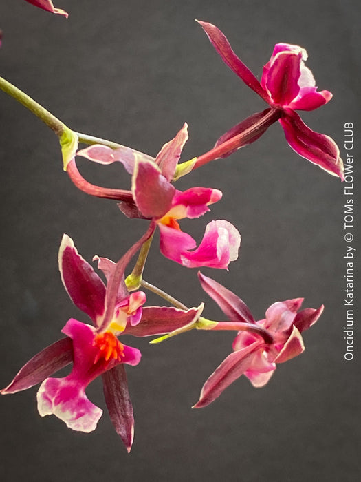 Detail of pink-burgundy flowered Oncidium ‘Katarina Zoch’ cultivated at TOMs FLOWer CLUB