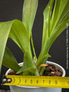 Oncidium ‘Katarina Zoch’ in bloom with multiple flower sprays for sale at TOMs FLOWer CLUB.