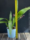 Fragrant Oncidium ‘Katarina Zoch’ in bloom with multiple flower sprays
