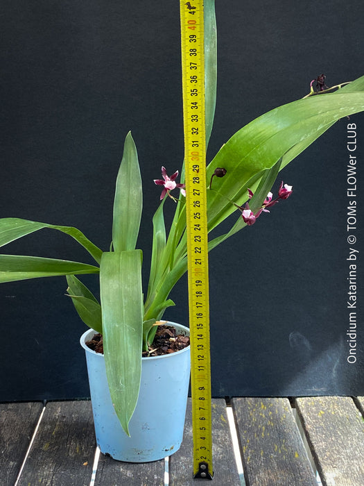 Fragrant Oncidium ‘Katarina Zoch’ in bloom with multiple flower sprays