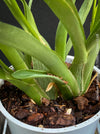 Fragrant Oncidium ‘Katarina Zoch’ in bloom with multiple flower sprays for sale at TOMs FLOWer CLUB.
