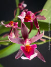 Flower detail of the fragrant Oncidium ‘Katarina Zoch’ in bloom with multiple flower sprays
