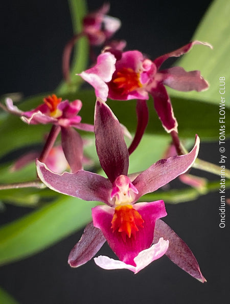 Flower detail of the fragrant Oncidium ‘Katarina Zoch’ in bloom with multiple flower sprays