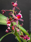 Oncidium ‘Katarina Zoch’ orchid with delicate pink flowers on branching stems