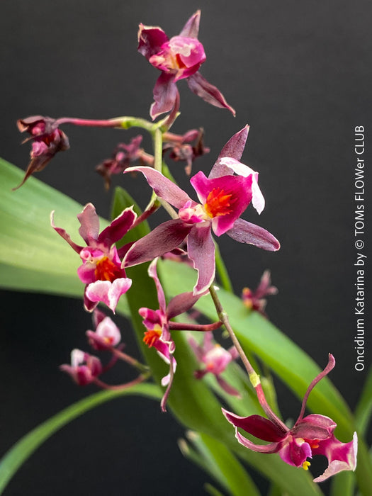 Oncidium ‘Katarina Zoch’ orchid with delicate pink flowers on branching stems