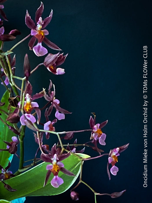 Oncidium Mieke von Holm, pink rose flowering fragrant orchid, organically grown tropical plants for sale at TOMs FLOWer CLUB