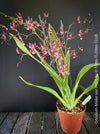 Oncidium Mieke von Holm, pink rose flowering fragrant orchid, organically grown tropical plants for sale at TOMs FLOWer CLUB