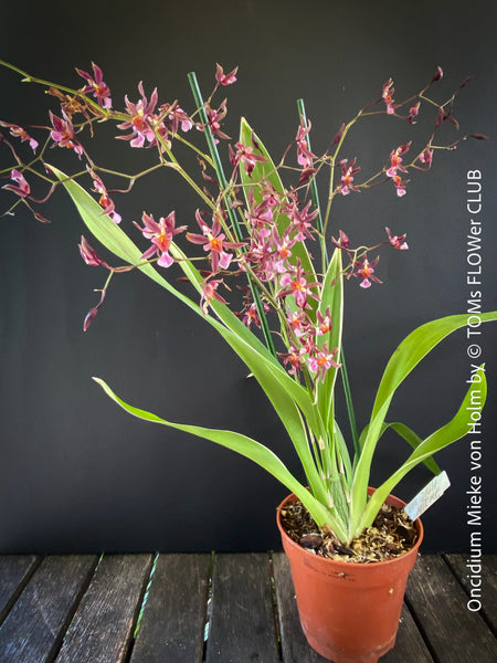 Oncidium Mieke von Holm, pink rose flowering fragrant orchid, organically grown tropical plants for sale at TOMs FLOWer CLUB