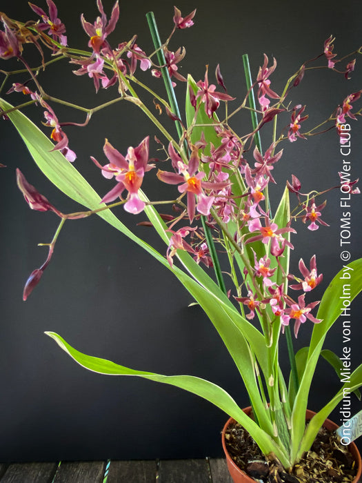 Oncidium Mieke von Holm, pink rose flowering fragrant orchid, organically grown tropical plants for sale at TOMs FLOWer CLUB