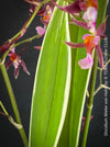 Oncidium Mieke von Holm, pink rose flowering fragrant orchid, organically grown tropical plants for sale at TOMs FLOWer CLUB