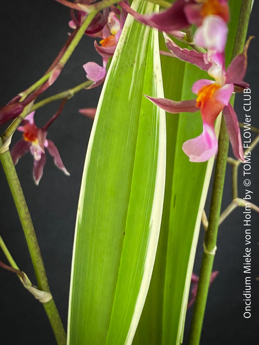 Oncidium Mieke von Holm, pink rose flowering fragrant orchid, organically grown tropical plants for sale at TOMs FLOWer CLUB