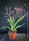 Oncidium Mieke von Holm, pink rose flowering fragrant orchid, organically grown tropical plants for sale at TOMs FLOWer CLUB