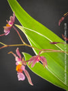 Oncidium Mieke von Holm, pink rose flowering fragrant orchid, organically grown tropical plants for sale at TOMs FLOWer CLUB