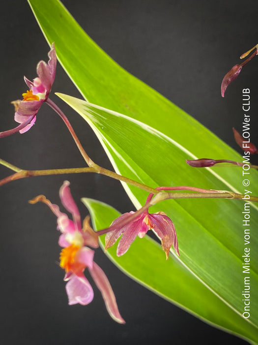 Oncidium Mieke von Holm, pink rose flowering fragrant orchid, organically grown tropical plants for sale at TOMs FLOWer CLUB