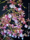 Oncidium Rosy Sunset, pink rose flowering fragrant orchid, organically grown tropical plants for sale at TOMs FLOWer CLUB