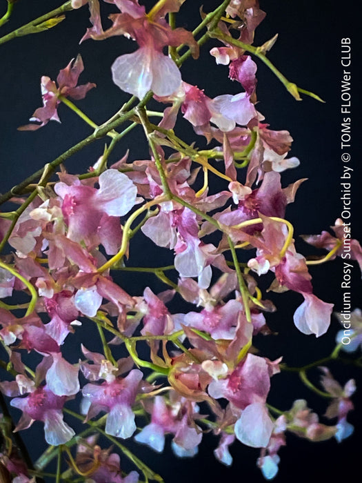 Oncidium Rosy Sunset, pink rose flowering fragrant orchid, organically grown tropical plants for sale at TOMs FLOWer CLUB