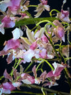 Oncidium Rosy Sunset, pink rose flowering fragrant orchid, organically grown tropical plants for sale at TOMs FLOWer CLUB