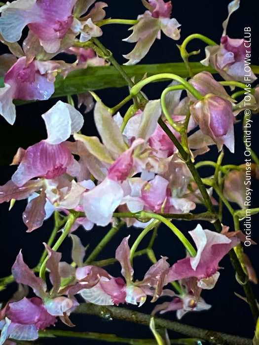 Oncidium Rosy Sunset, pink rose flowering fragrant orchid, organically grown tropical plants for sale at TOMs FLOWer CLUB